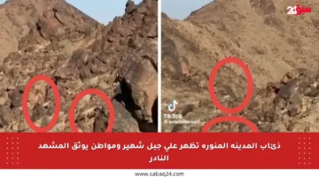 ذئاب المدينة المنورة تظهر على جبل شهير ومواطن يوثق المشهد النادر